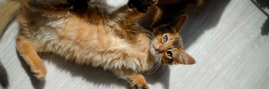 Katten ligger i en korg.
