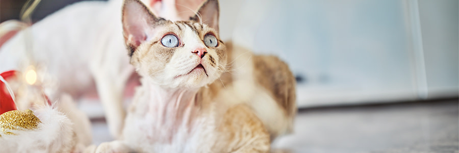 Devon Rex katt