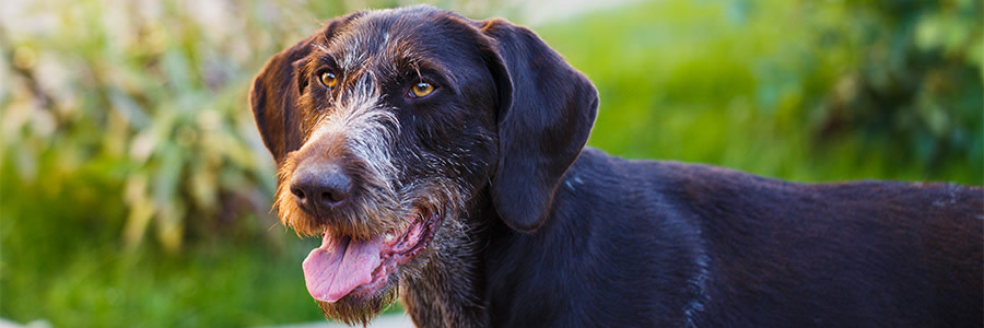 ARTICLE/DOG/BREED/GERMAN LONGHAIRED POINTER DESKTOP 900x300
