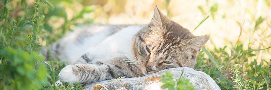 Katt som vilar i gräset utomhus