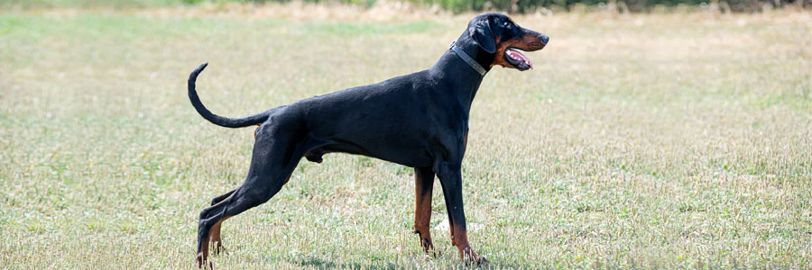 Dobermann