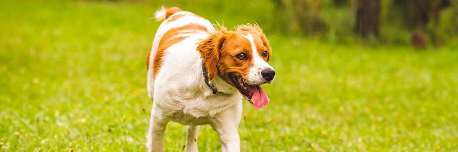 ARTICLE/DOG/BREED/BRETON DESKTOP 900x300