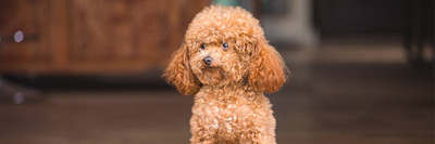 ARTICLE/DOG/BREED/TOY POODLE DESKTOP 900x300