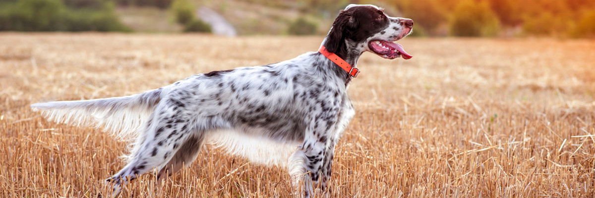 ARTICLE/DOG/BREED/ENGLISH SETTER DESKTOP 900x300
