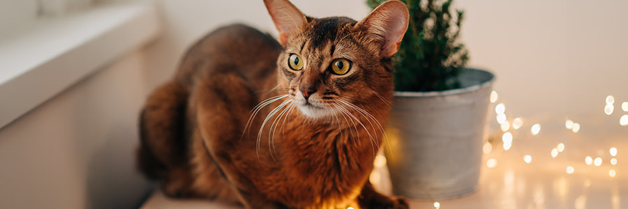 Somali katt