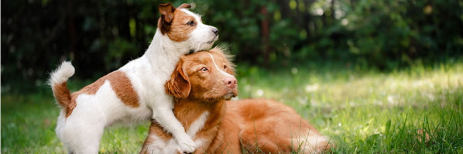 Hund ligger på gräsmatta medan en annan hund hoppar på den