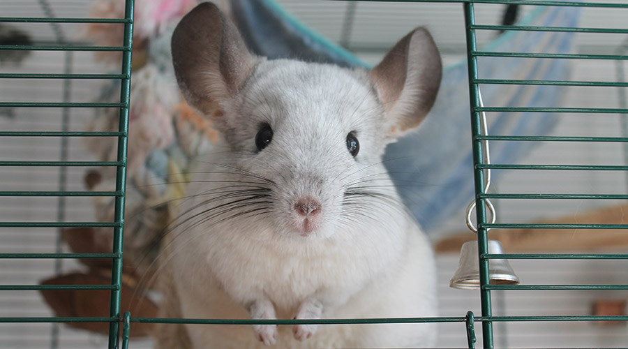 Chinchilla som tittar ut från en bur