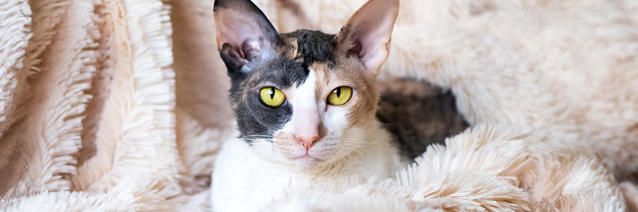 Cornish rex katt