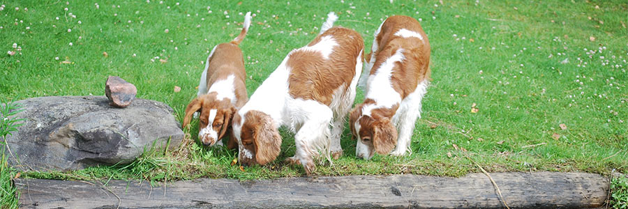 ARTICLE/DOG/BREED/MEDIUM SIZED BREEDS DESKTOP 900x300