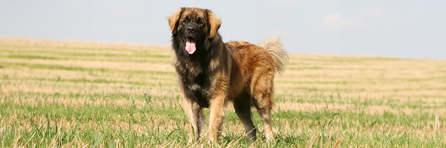Leonberger