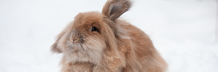 Långhårig kanin som sitter i snön