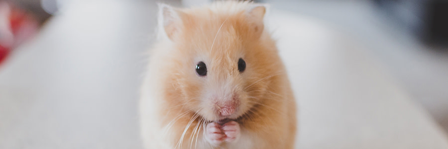 Guldhamster som håller tassarna framför nosen