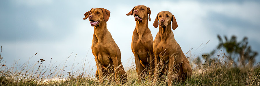 ARTICLE/DOG/BREED/HUNGARIAN VIZSLA DESKTOP 900x300