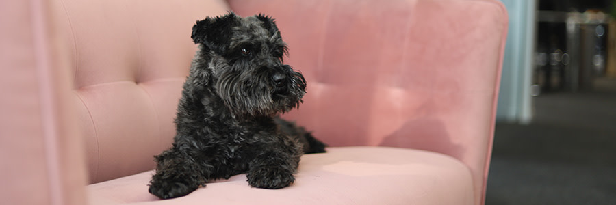 Dvärgschnauzer
