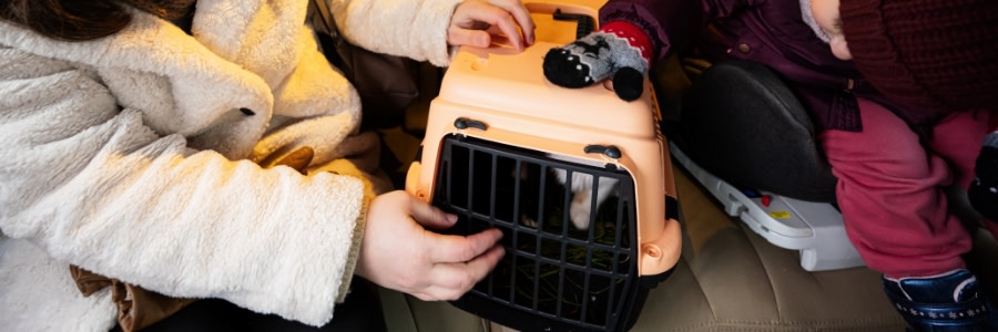 Katt i transportbur under bilresa