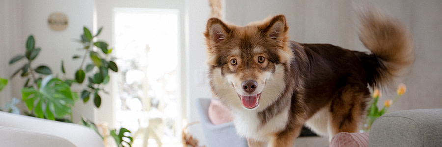 Hund står på soffa och tittar i kameran