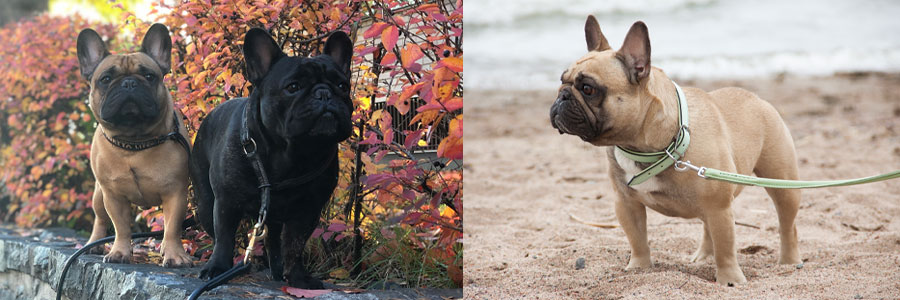 ARTICLE/DOG/BREED/FRENCH BULLDOG DESKTOP 900x300