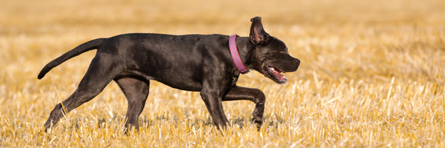 Cane Corso