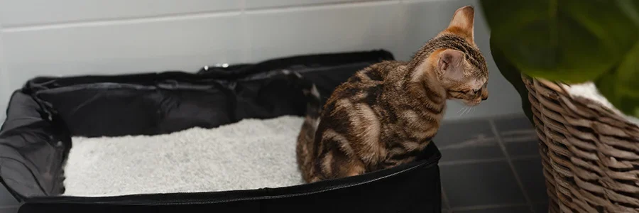 Kattungen sitter i kattlådan.