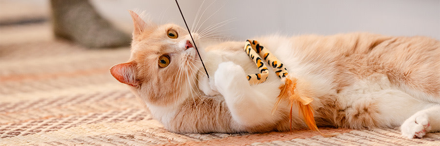 Katt som leker med kattvippa