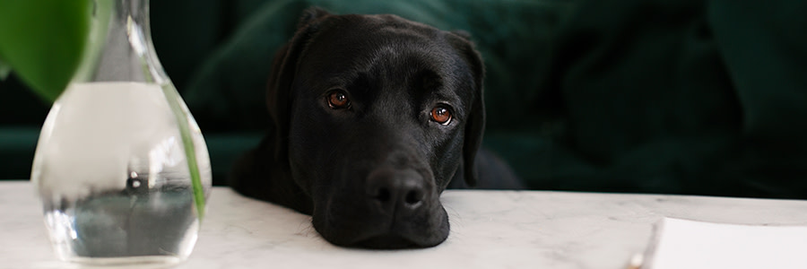 Hund som vilar huvudet mot bordskanten