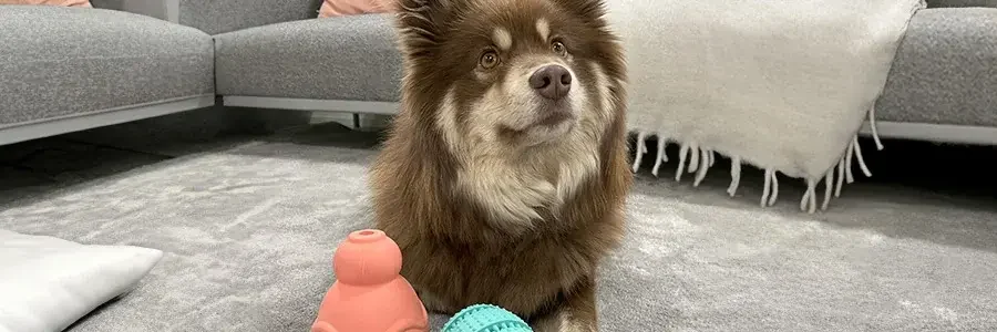 Hunden ligger bakom leksaker och tittar i kameran