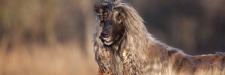 ARTICLE/DOG/BREED/AFGHANHOUND DESKTOP 900x300