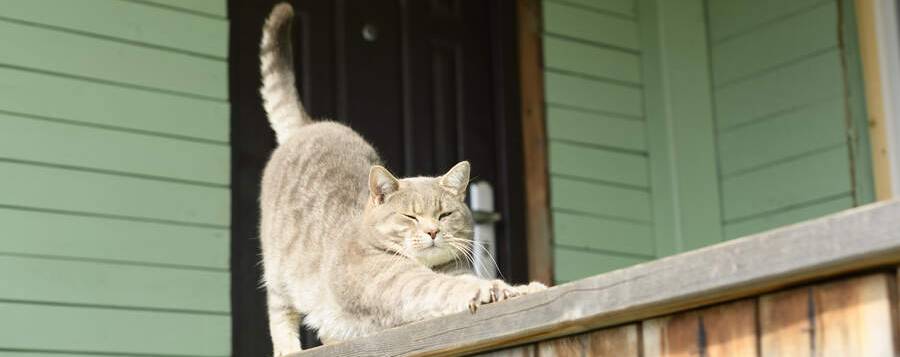 Katt som sträcker på sig utanför ytterdörren