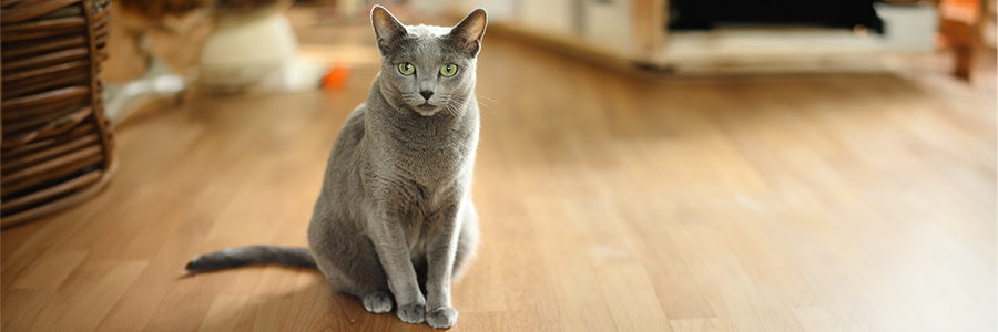 Russian Blue katt