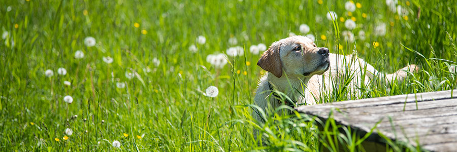 Hund i högt sommargräs