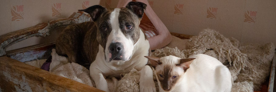 ARTICLE/DOG/BREED/AMERICAN STAFFORDSHIRE TERRIER AMSTAFF DESKTOP 900x300