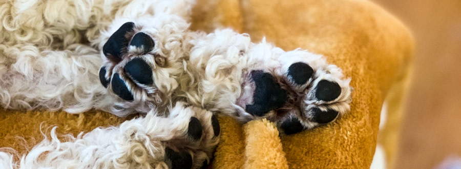 Närbild på hundtassar med välvårdade trampdynor