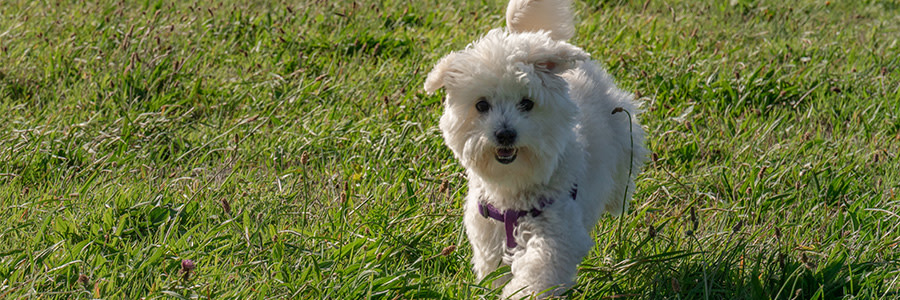 ARTICLE/DOG/BREED/BICOHN FRISÉ DESKTOP 900x300