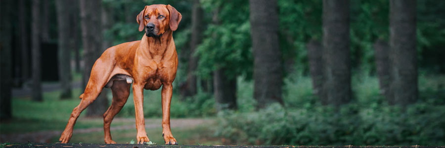 ARTICLE/DOG/BREED/RHODESIAN RIDGEBACK DESKTOP 900x300