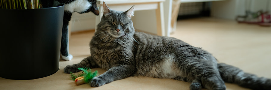 Bondkatt