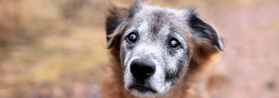 Äldre hund med grå päls