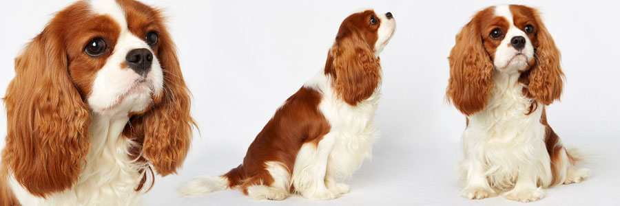 ARTICLE/DOG/BREED/CAVALIER KING CHARLES SPANIEL DESKTOP 900x300