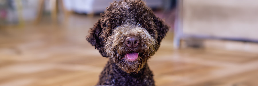 ARTICLE/DOG/BREED/LAGOTTO ROMANGNOIO DESKTOP 900x300