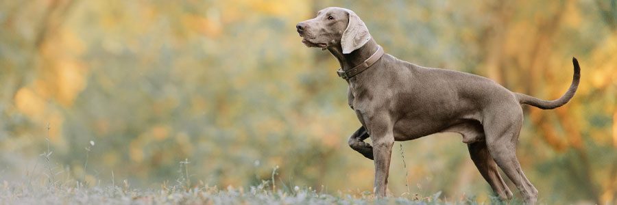 ARTICLE/DOG/BREED/WEIMARANER DESKTOP 900x300