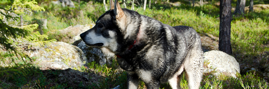 ARTICLE/DOG/BREED/SWEDISH ELKHOUND DESKTOP 900x300