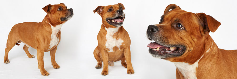 ARTICLE/DOG/BREED/STAFFORDSHIRE BULLTERRIER DESKTOP 900x300