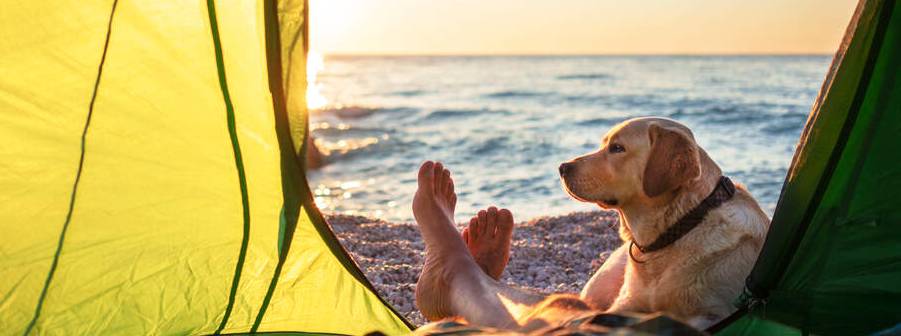 Hund ligger på sand utanför tält