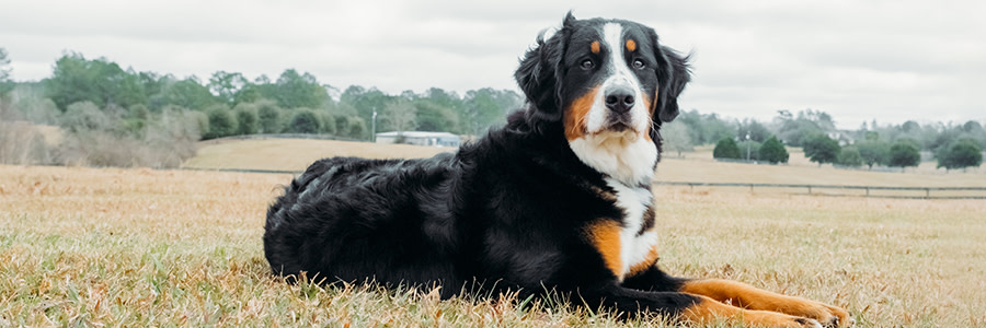 Berner sennen