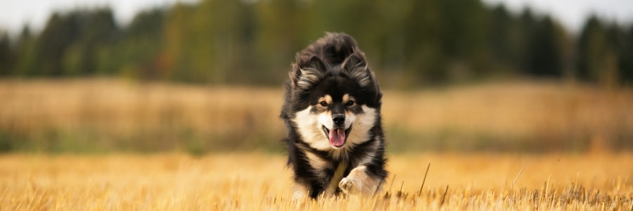 Hund som springer över en åker