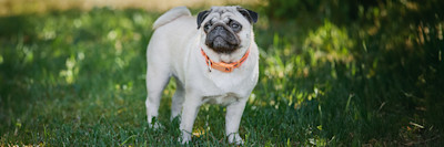 ARTICLE/DOG/BREED/PUG DESKTOP 900x300