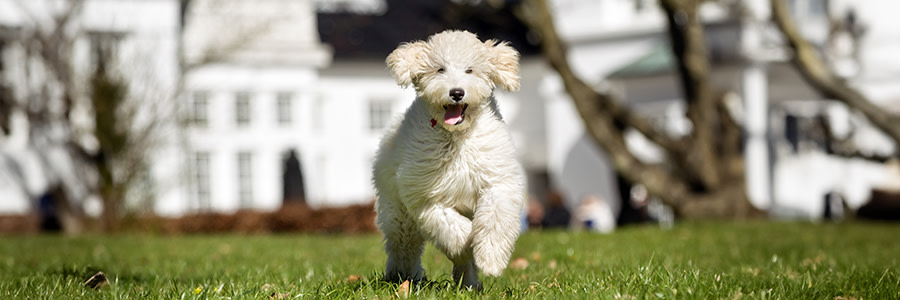 ARTICLE/DOG/BREED/LABRADOODLE DESKTOP 900x300
