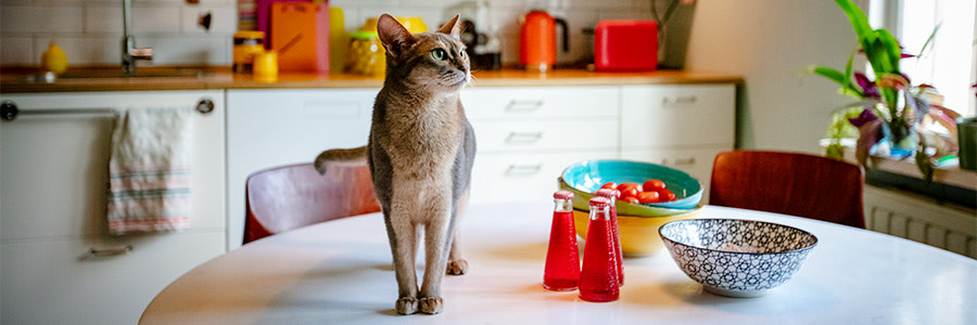 Katt som står på ett köksbord