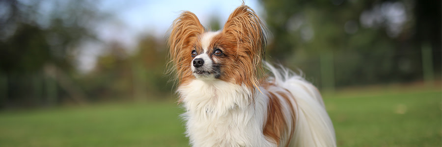 ARTICLE/DOG/BREED/PAPILON DESKTOP 900x300