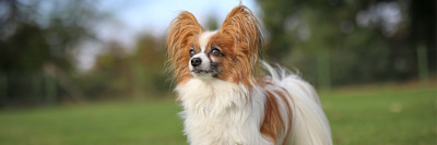 ARTICLE/DOG/BREED/PAPILON DESKTOP 900x300