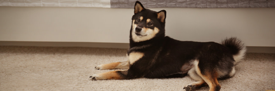 ARTICLE/DOG/BREED/SHIBA INU DESKTOP 900x300